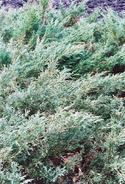Blue Sargent Juniper