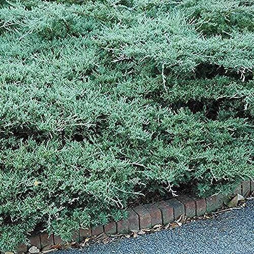 Blue Sargent Juniper