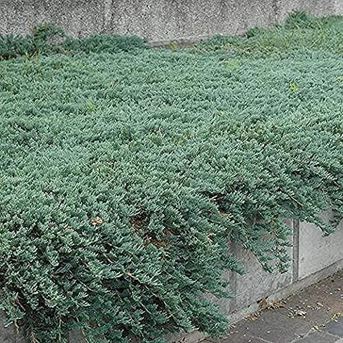 Blue Sargent Juniper