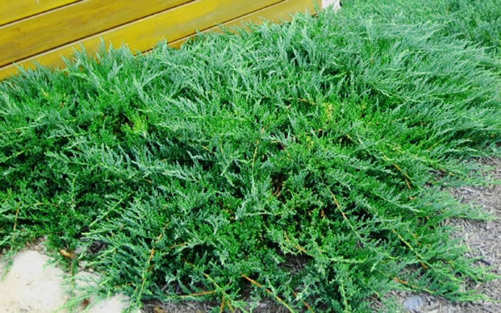 Blue Sargent Juniper