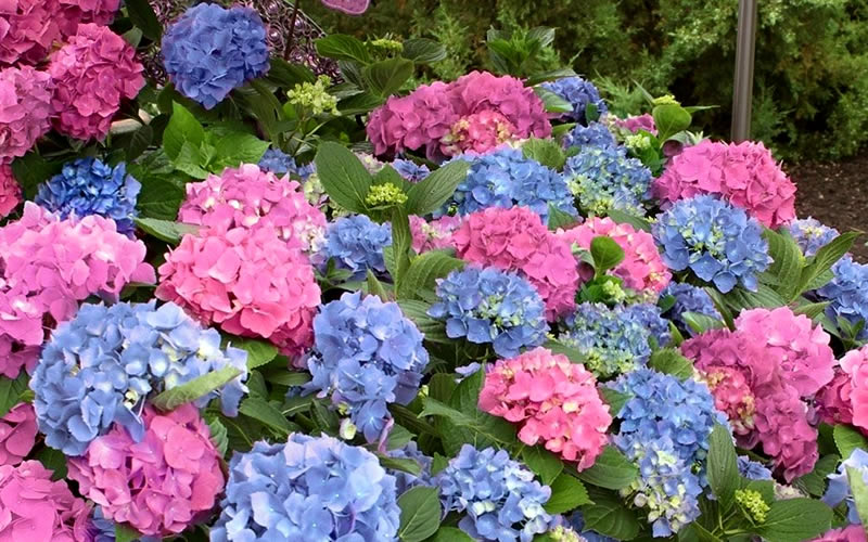 L.A. Dreamin Hydrangea