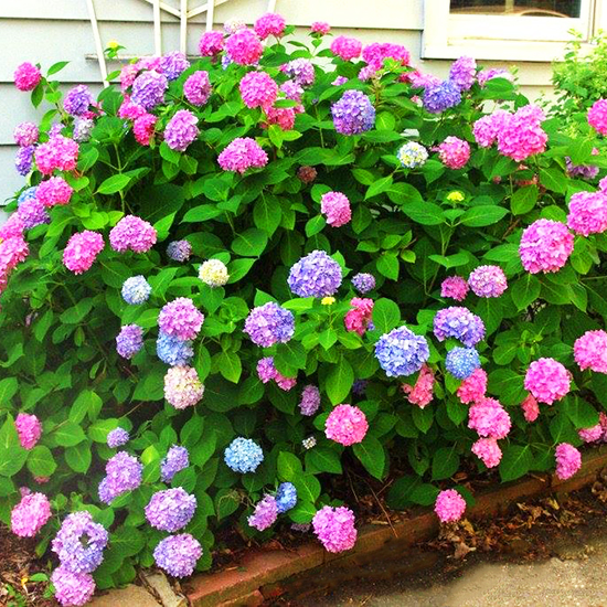 L.A. Dreamin Hydrangea