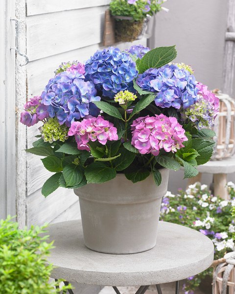 L.A. Dreamin Hydrangea