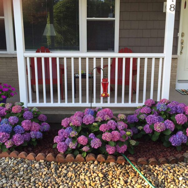 L.A. Dreamin Hydrangea