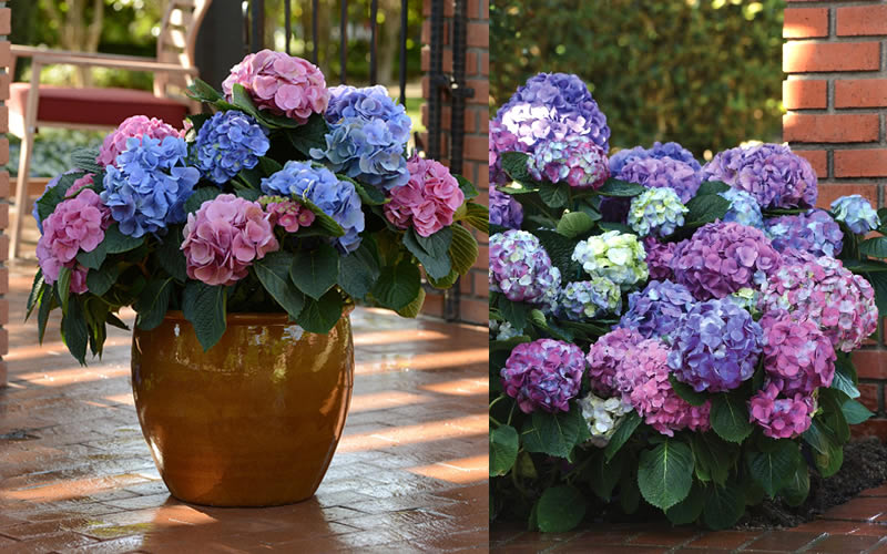 L.A. Dreamin Hydrangea