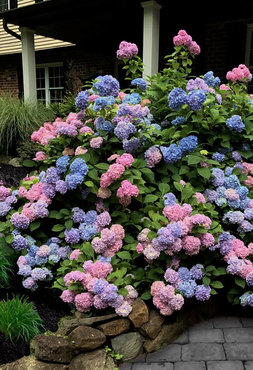 L.A. Dreamin Hydrangea