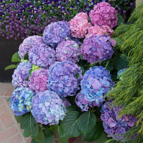 L.A. Dreamin Hydrangea