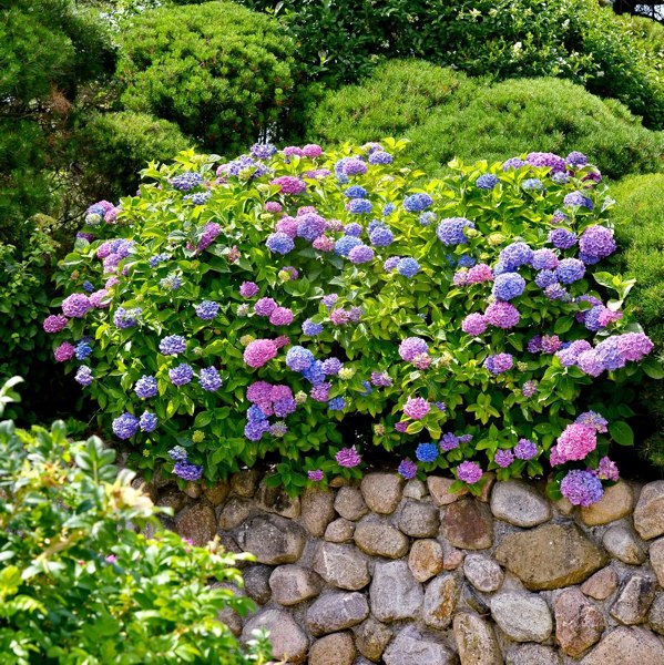 L.A. Dreamin Hydrangea