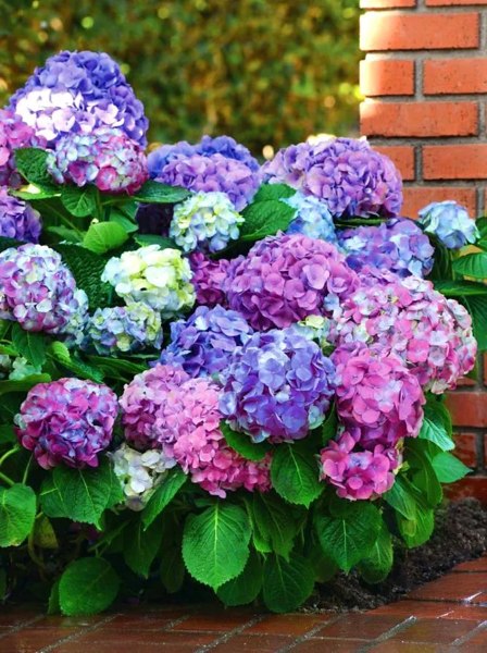 L.A. Dreamin Hydrangea