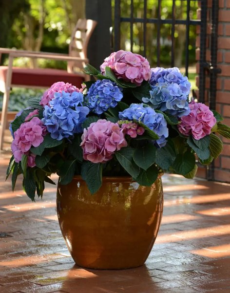 L.A. Dreamin Hydrangea