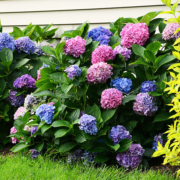 L.A. Dreamin Hydrangea