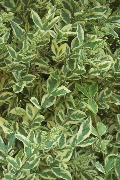 Variegated Privet