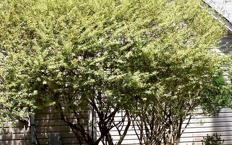 Variegated Privet