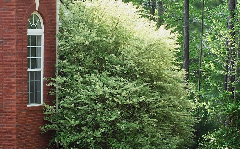 Variegated Privet