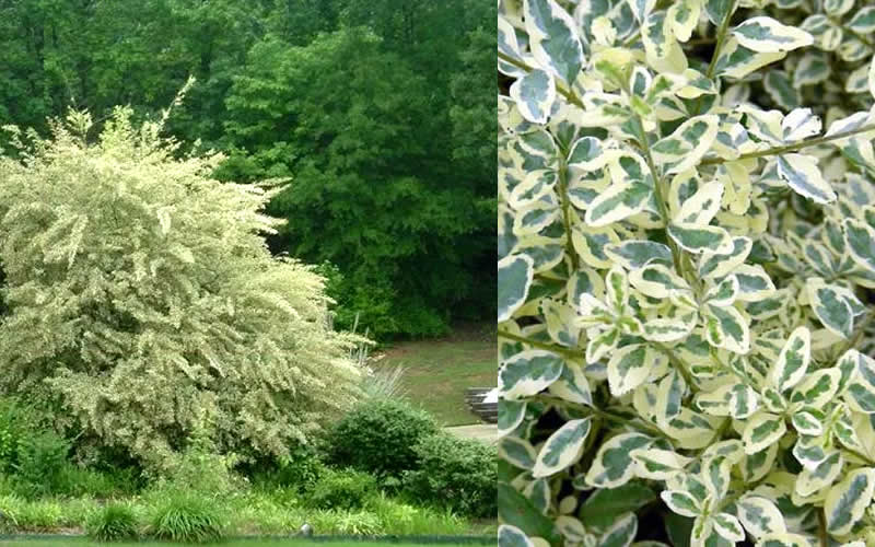 Variegated Privet