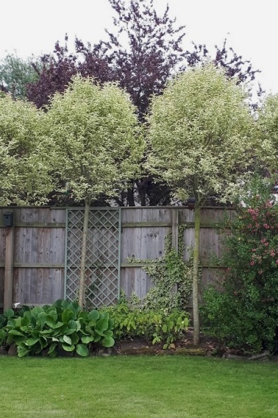 Variegated Privet