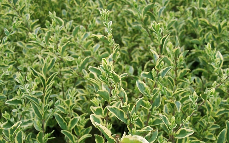 Variegated Privet