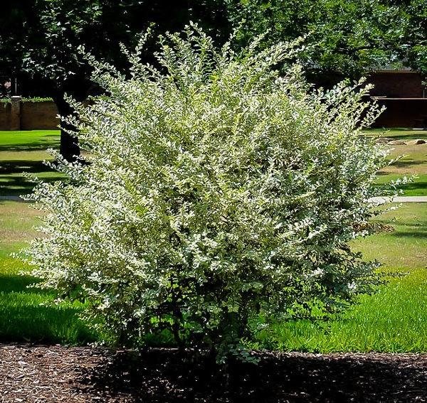 Variegated Privet