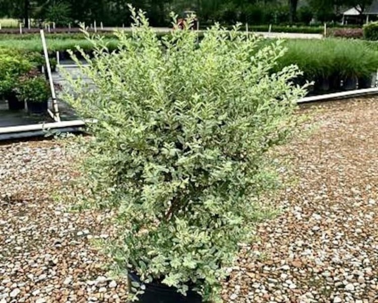 Variegated Privet