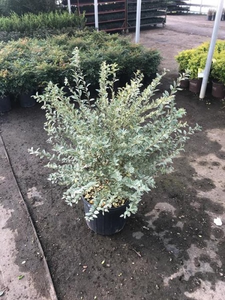 Variegated Privet