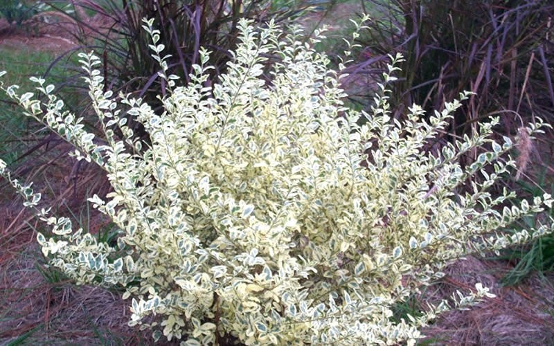 Variegated Privet
