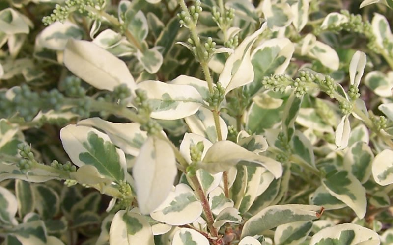 Variegated Privet