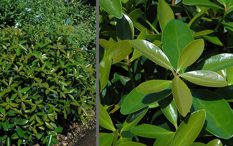 Bigfoot Cleyera Japonica