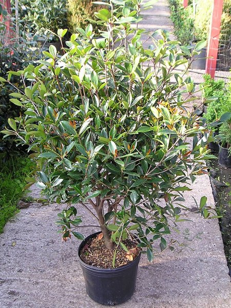 Bigfoot Cleyera Japonica