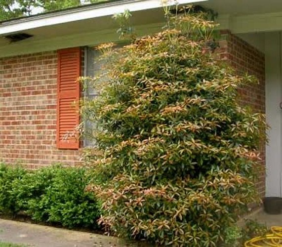 Bigfoot Cleyera Japonica