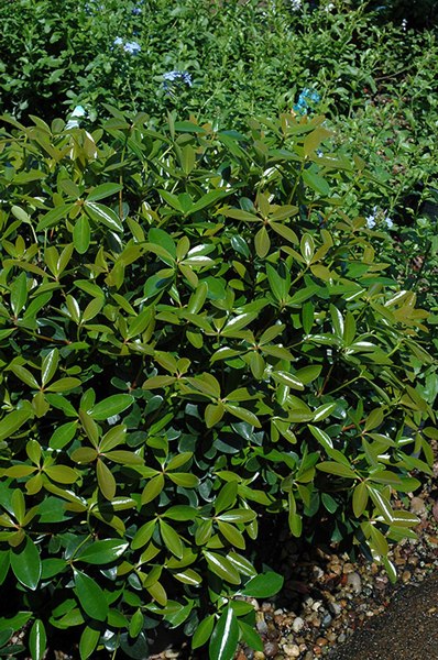 Bigfoot Cleyera Japonica