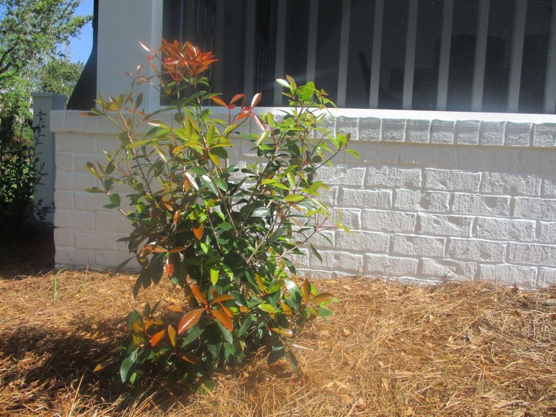 Bigfoot Cleyera Japonica