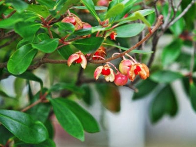Bigfoot Cleyera Japonica