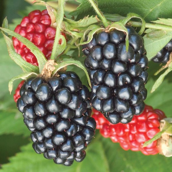 Apache Thornless Blackberry