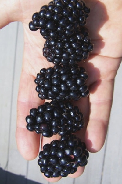 Apache Thornless Blackberry