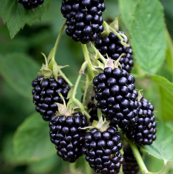 Apache Thornless Blackberry