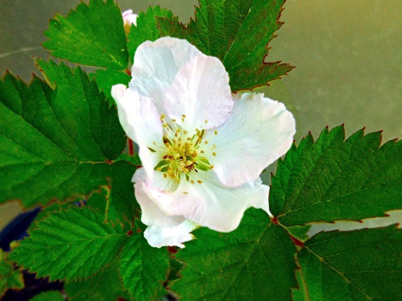 Apache Thornless Blackberry