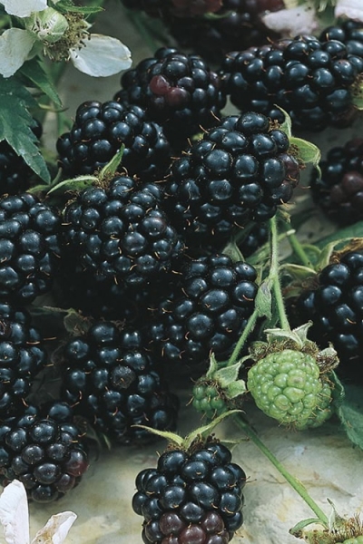 Apache Thornless Blackberry