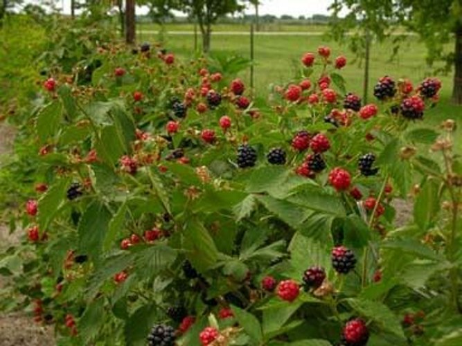 Apache Thornless Blackberry