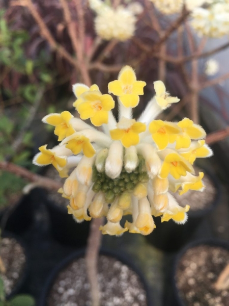 Winter Gold Edgeworthia chrysantha