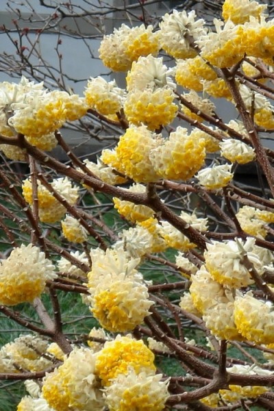 Winter Gold Edgeworthia chrysantha