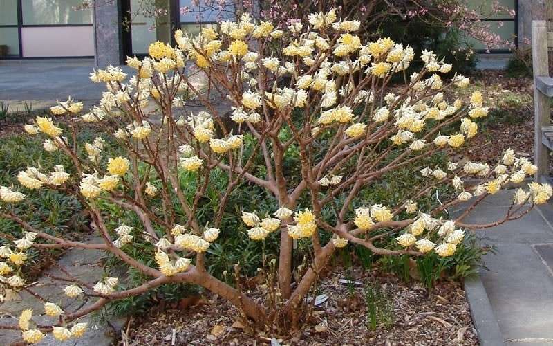 Winter Gold Edgeworthia chrysantha
