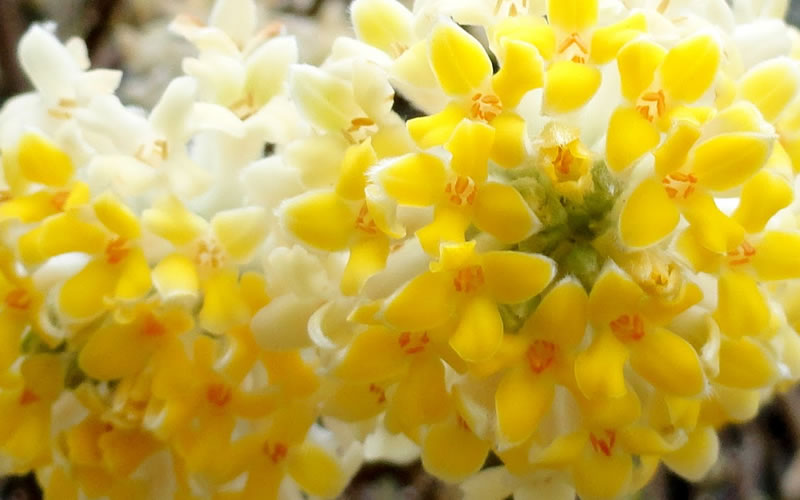 Winter Gold Edgeworthia chrysantha
