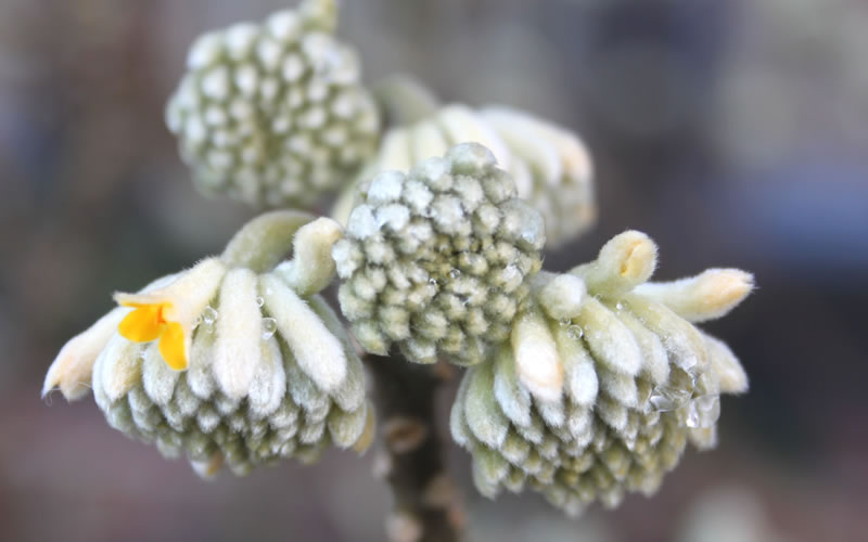 Winter Gold Edgeworthia chrysantha