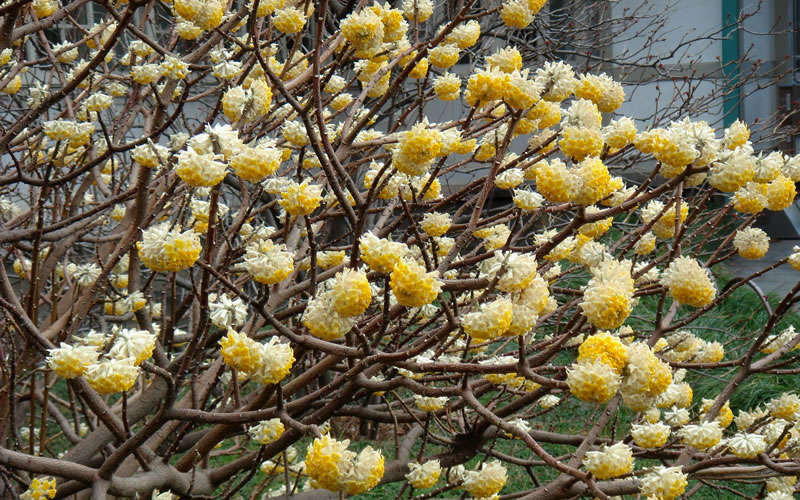 Winter Gold Edgeworthia chrysantha