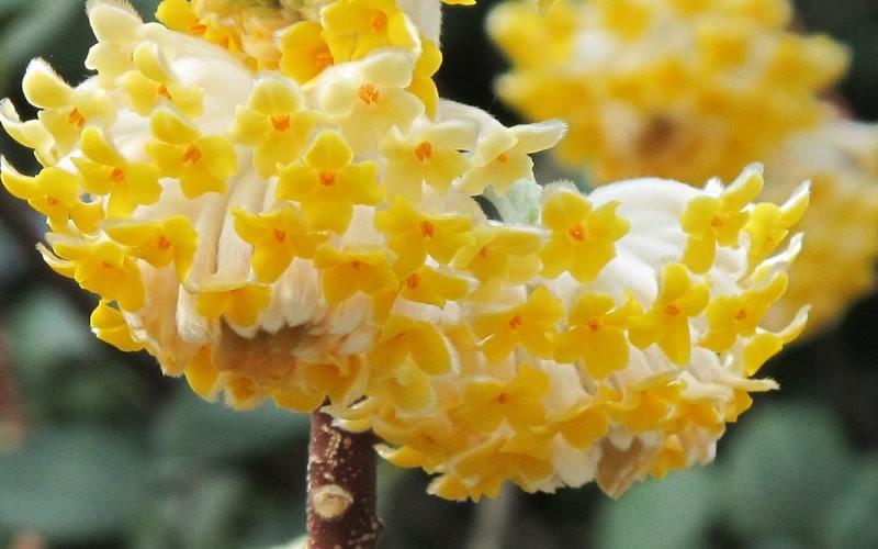 Winter Gold Edgeworthia chrysantha