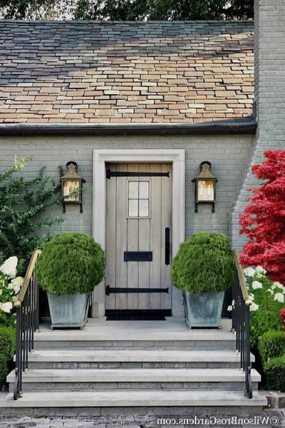 Woodward Globe American Arborvitae
