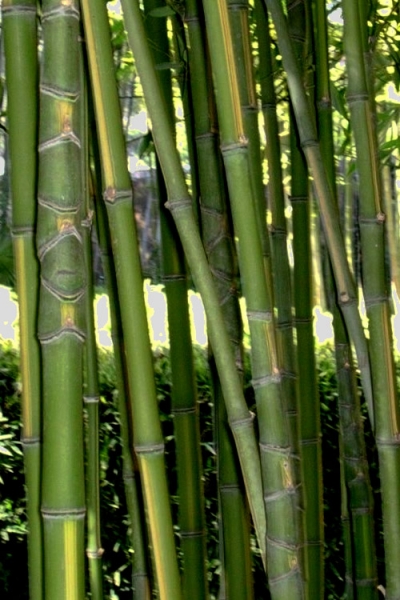 Flavescens Inversa Bamboo