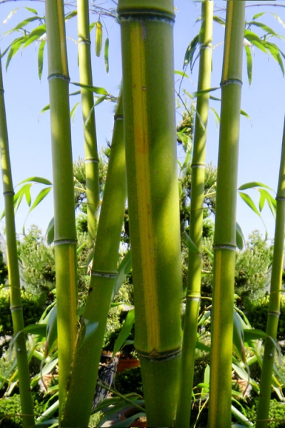 Flavescens Inversa Bamboo