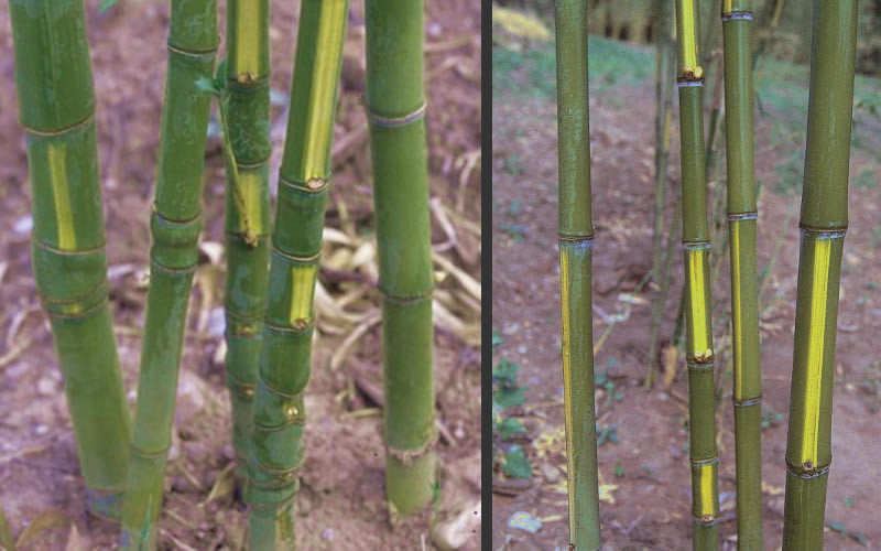 Flavescens Inversa Bamboo
