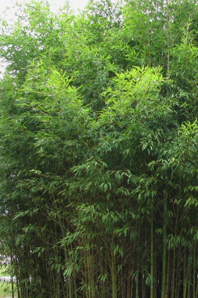 Flavescens Inversa Bamboo